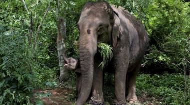 india-elephant_759