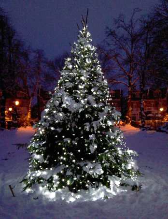 Outdoor-Christmas-Tree-White-LED-Lights-Snow.jpg